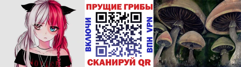 где продают наркотики  Астрахань  Галлюциногенные грибы Psilocybine cubensis 